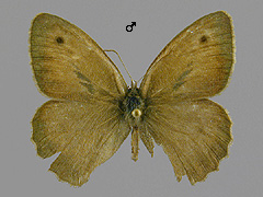 M. lycaon